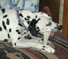 Watson With A Christmas Bone