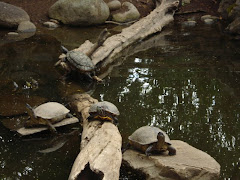 Tortugas