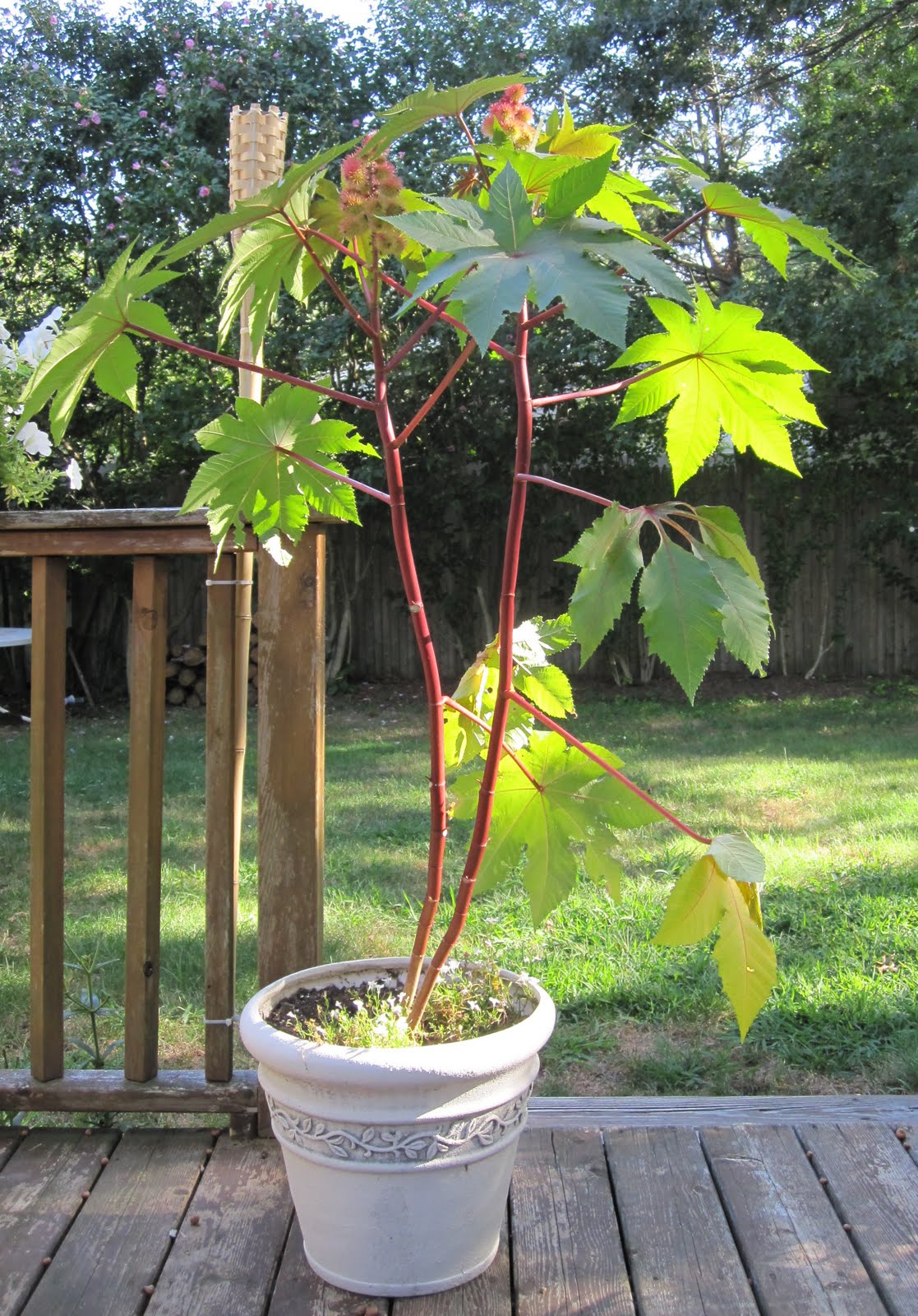 SNAPSHOTS Caster bean plant