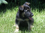 German Shepherd Puppy Dog