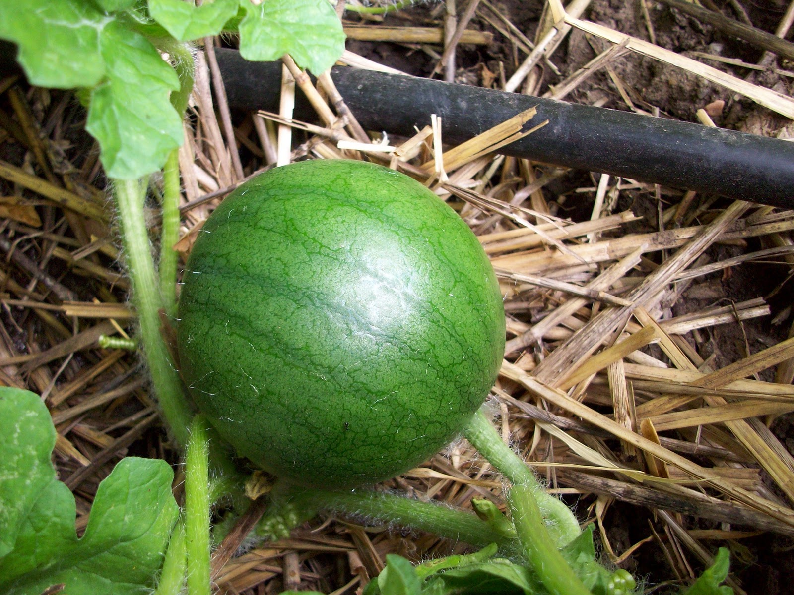 Homestead Roots Blossoms and Baby vegetables!