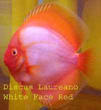 Reproductor White Face Red