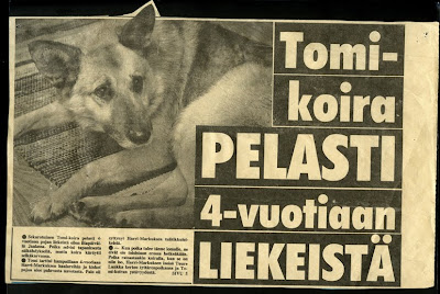 Observation of my toy poodle moca essay image