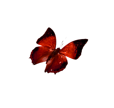 RecursosMF: Mariposas PNG