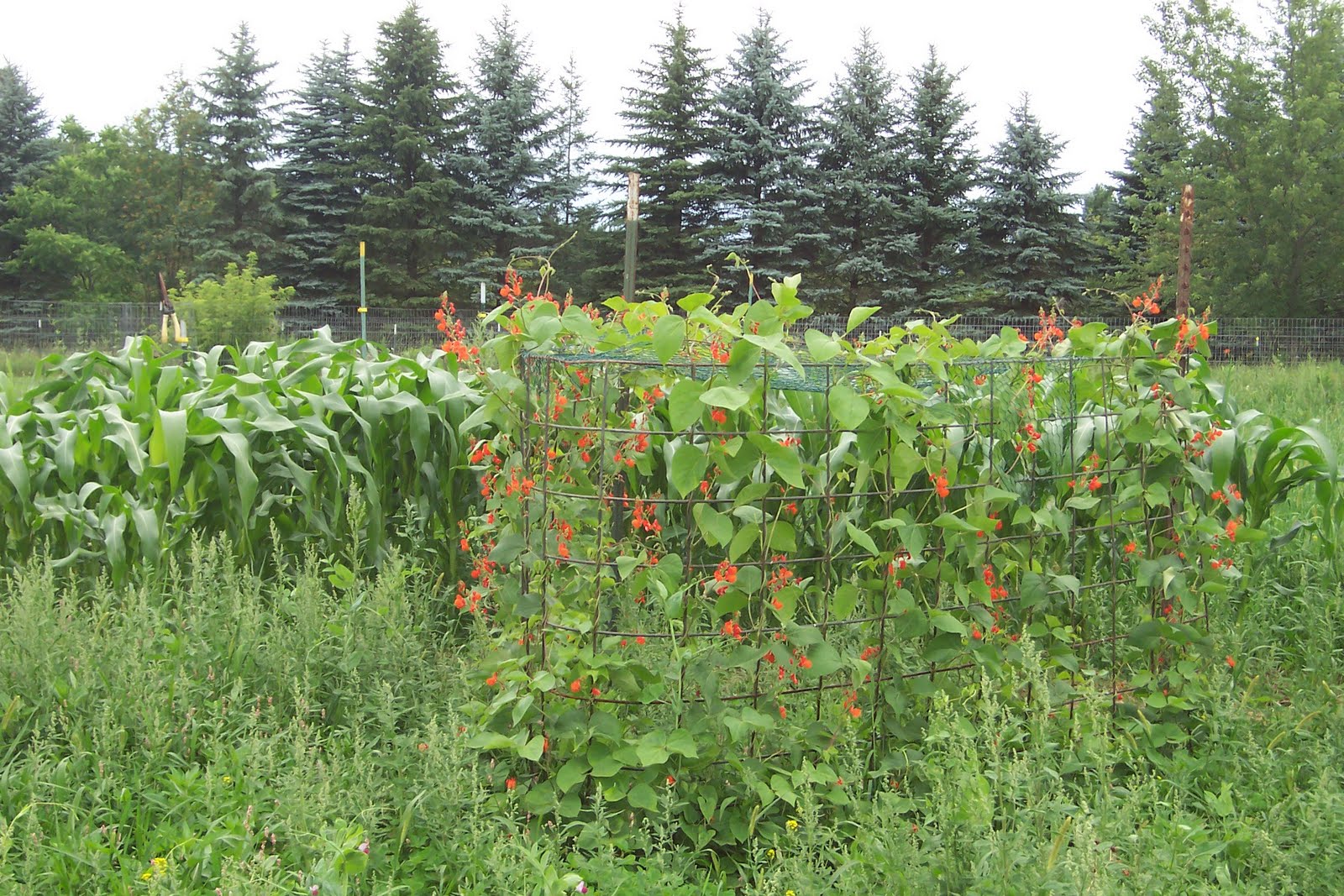 Runner Beans In Hanging Basket at Michael Cline blog
