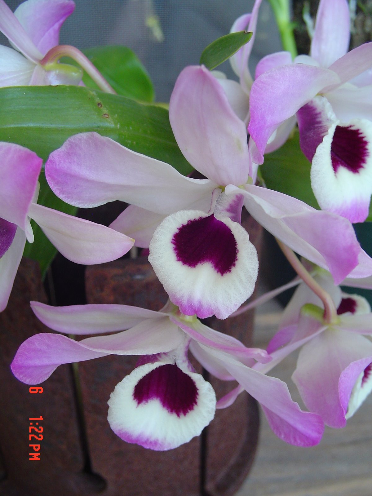 Orquideas y hierro