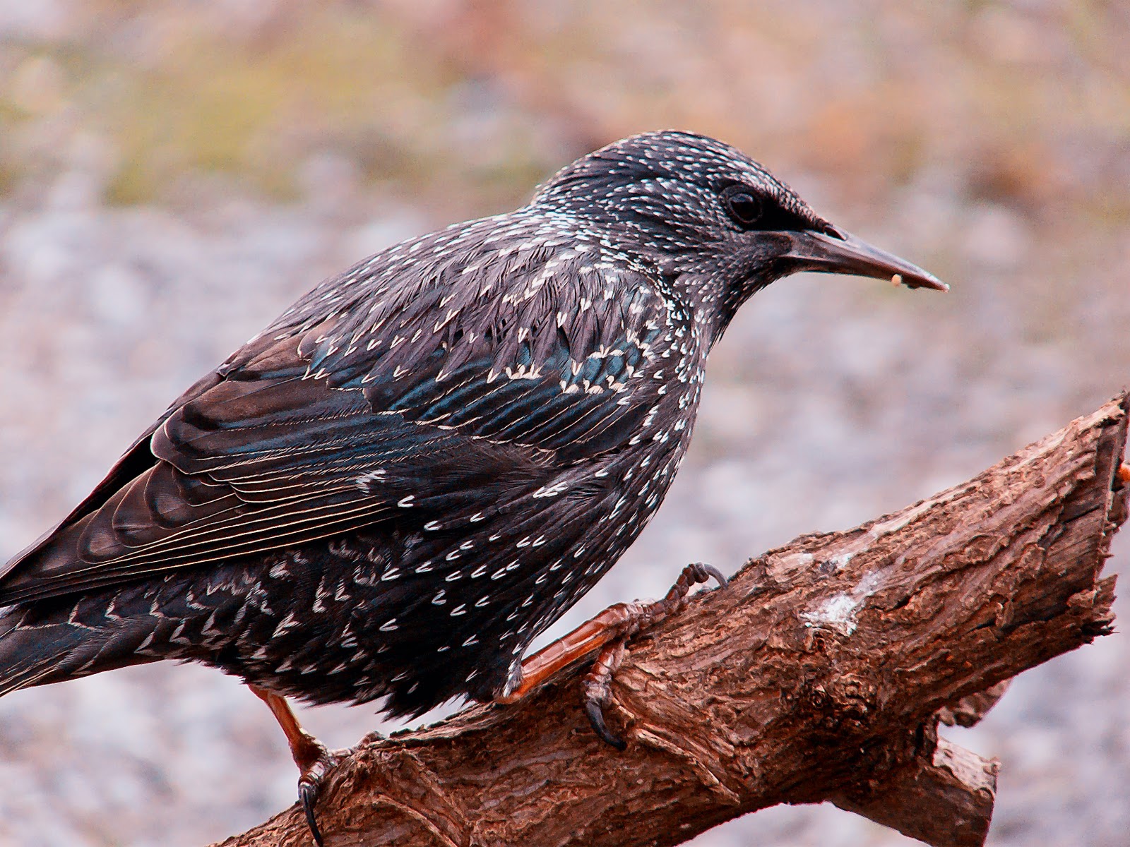 datos-tomados-de-http-es-wikipedia-wiki-sturnus-vulgaris