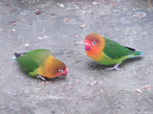 Love Birds at Melaka Butterfly Park