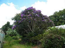 TIBOUCHINA TREE