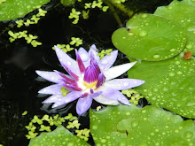 WATER-LILY