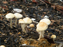 MUSHROOMS