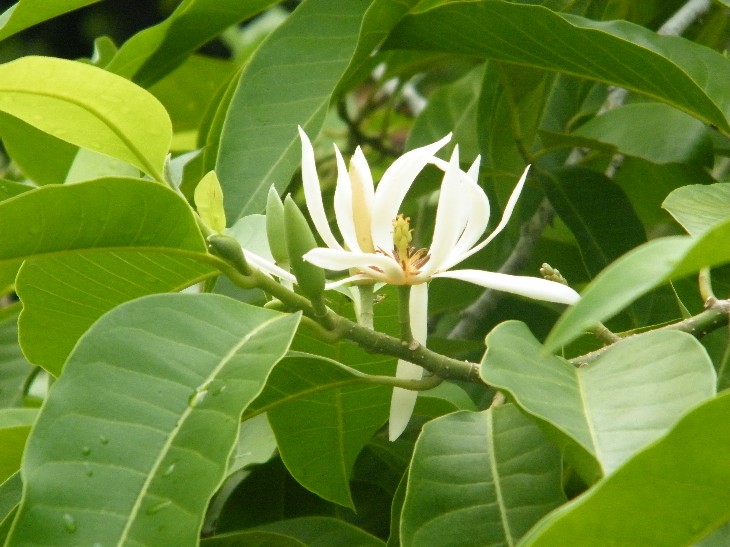Wrong Flower Image
