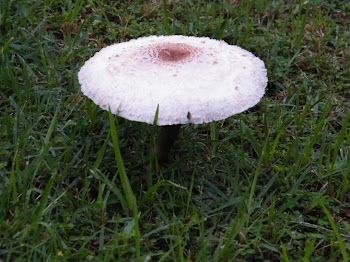 MUSHROOM