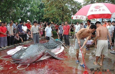 catfish noodling mullah anti throat arms stick crazy guys fish those down go their who