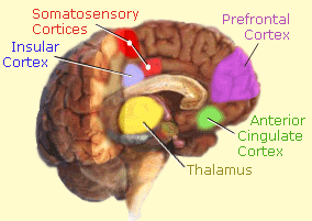 Brain Pain Regions