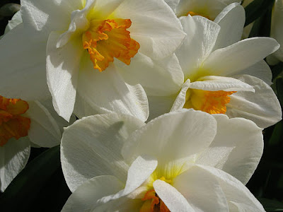 Narcissus