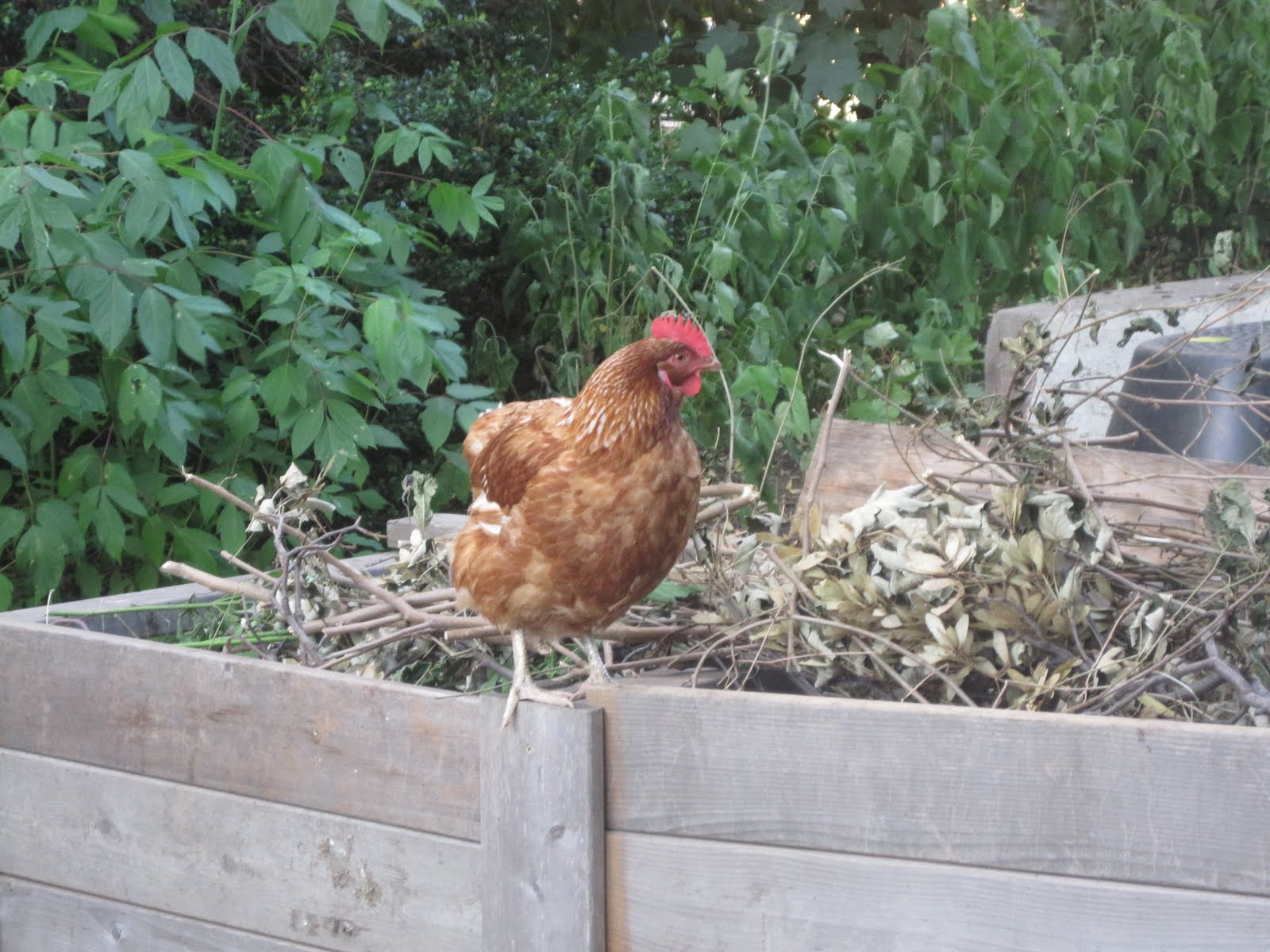 GreenBeat Brooklyn Chicken Keeping From NYRP, bk farmyards, Just Food