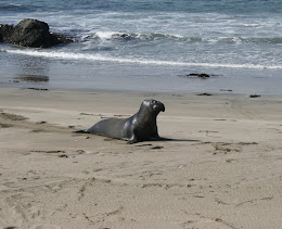 Elephant Seal