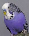 violet.jpeg