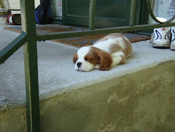 Napping on the Front porch