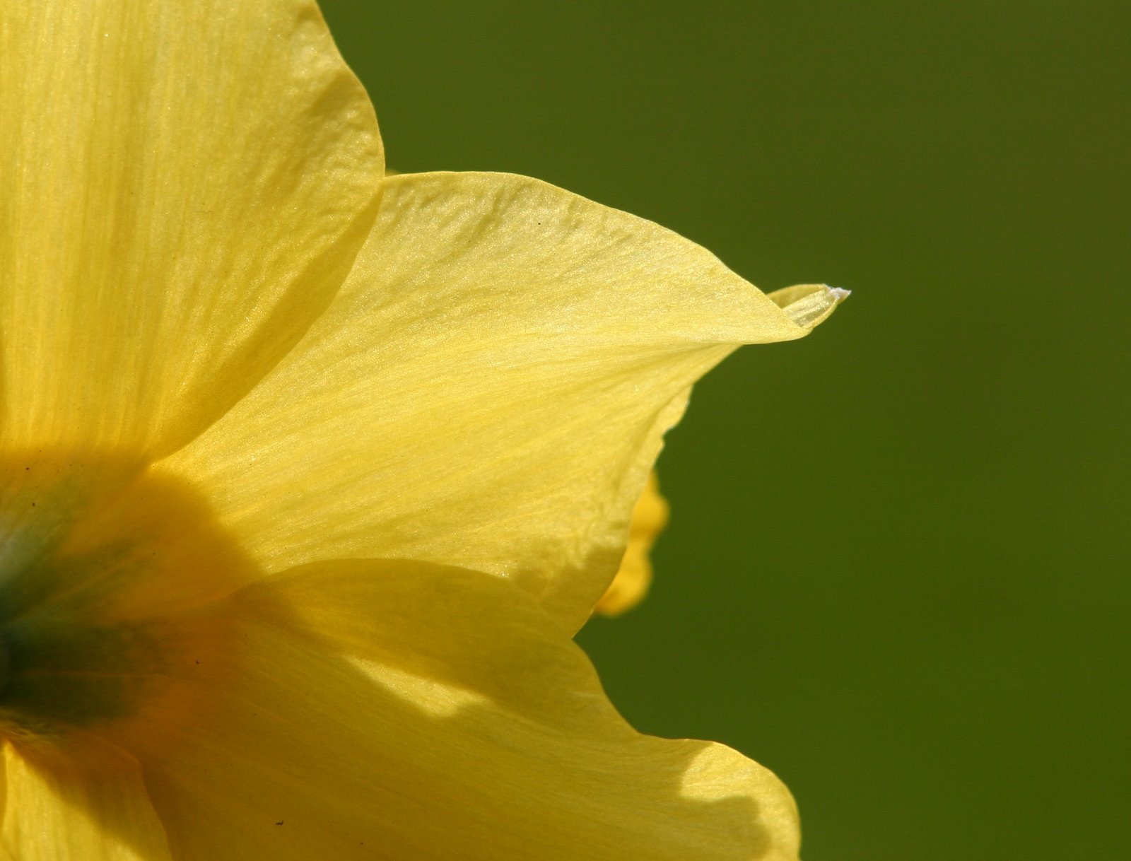 [Daffodil.jpg]