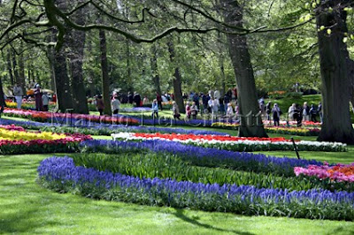 Dica da Holanda - Keukenhof - O parque das flores IMG 3039T
