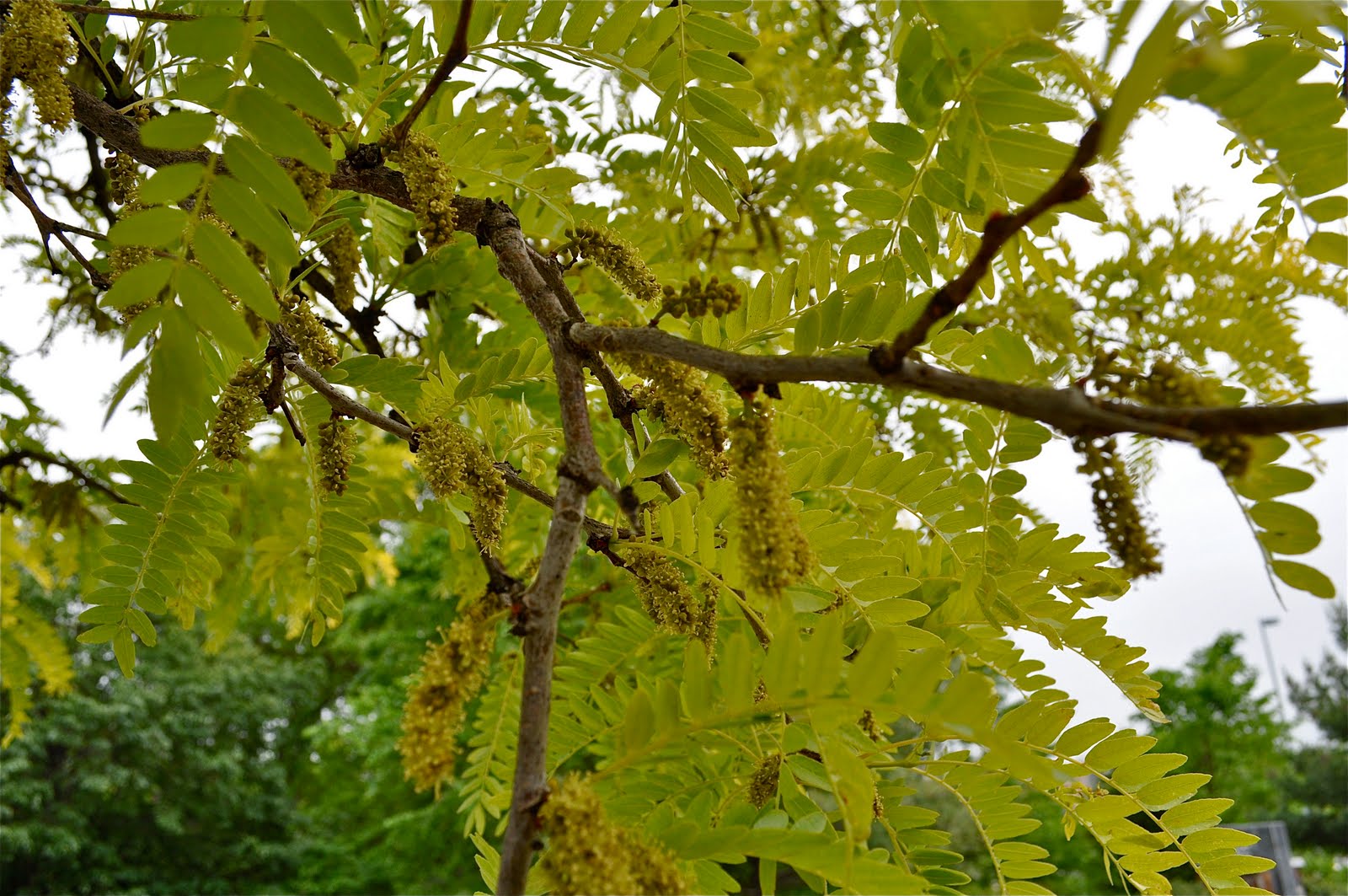 Wit's End The Dusk of the Locust