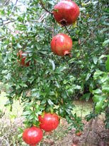 Pomegranate