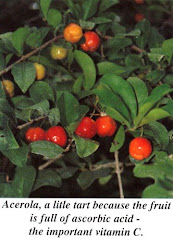 Barbados Cherry (16x Vit C of Oranges)