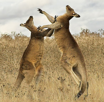 kangaroos fighting