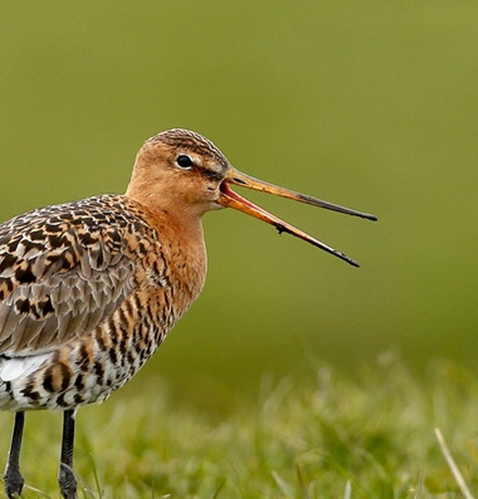 In Augustus De snavel van de