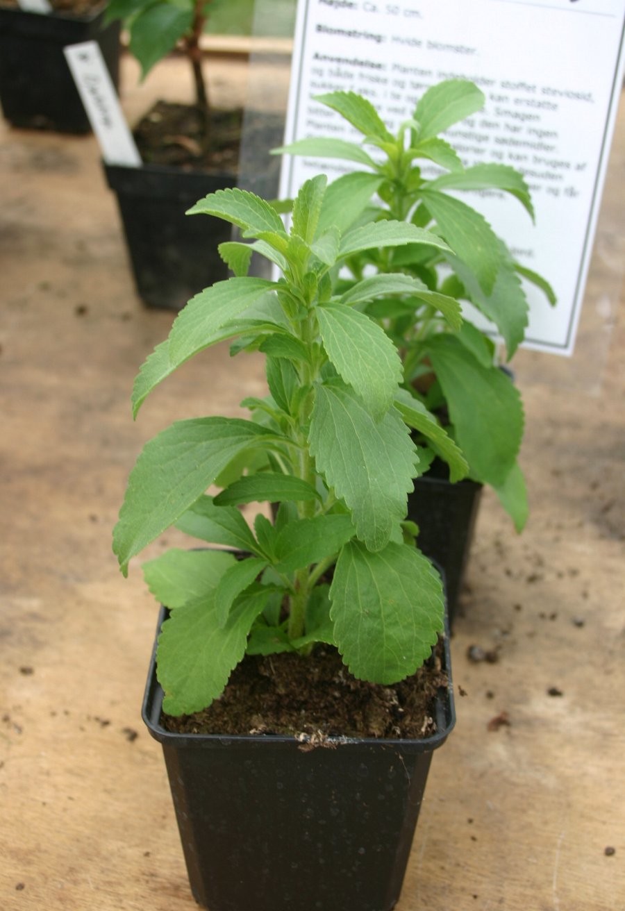 PERTANIAN LANJUTAN Stevia rebaudiana (Stevia)