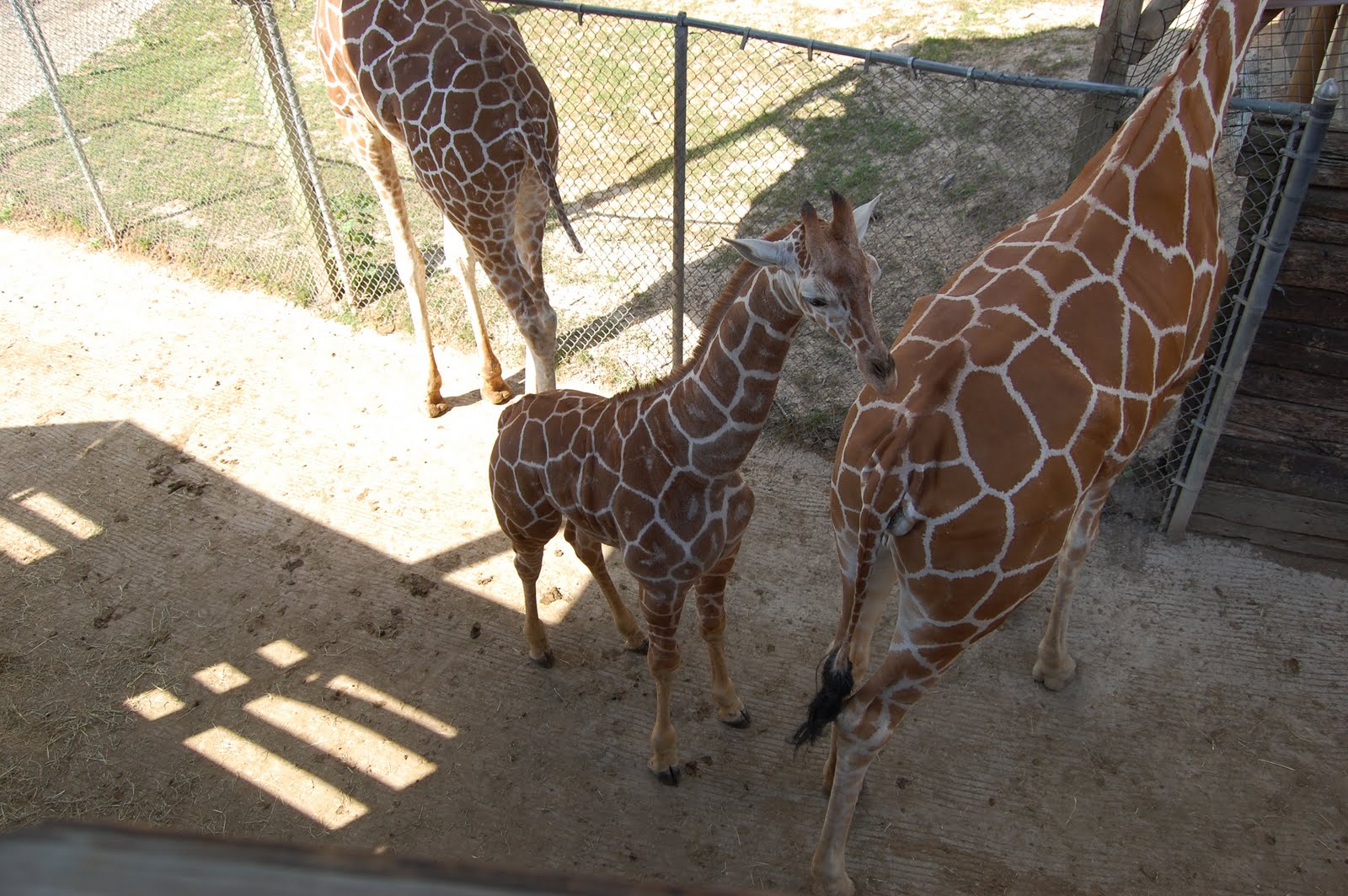 Spontaneous Photos (AMPERSAND) Word Vomit Richmond Metro Zoo
