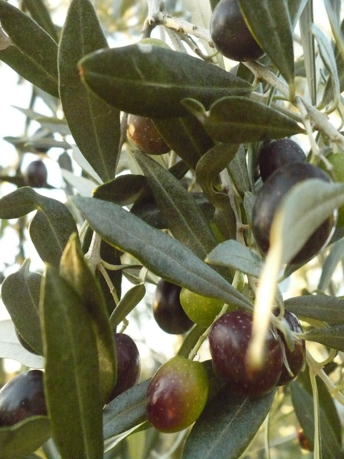 Zsófi utazik Where in the world does olive oil come from???