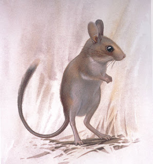 Short tailed hopping mouse