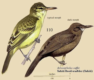 Tahiti reed warbler