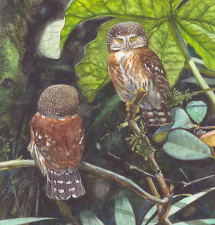 cabure de Pernambuco Galucidium mooreorum aves de Brasil en extincion