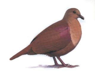 thick billed ground dove
