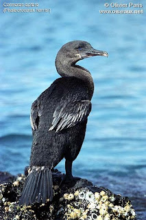 cormoran de las Galapagos Phalacrocorax harrisi