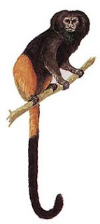 Golden rumped lion tamarin
