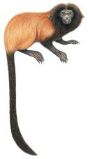 Black faced lion tamarin