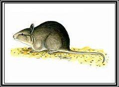 extinct potoroos