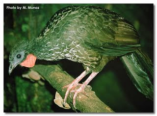 Pava caucana Penelope perspicax