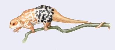 cuscus de manchas negras Spilocuscus rufoniger marsupiales en peligro de extincion