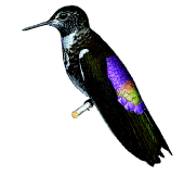 colibri de alas blancas Aeglaeactis aliciae