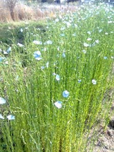 Flax in bloom