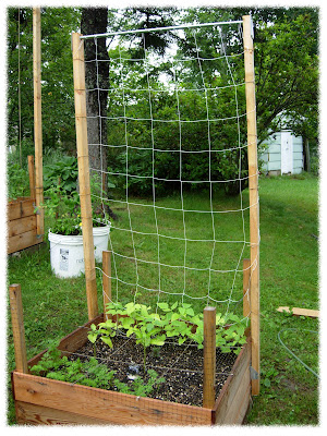 My Kitchen Garden Party: My Square Foot Garden is Growing Up