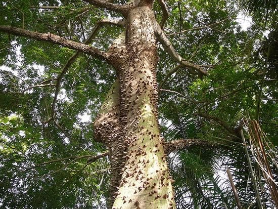 hardestTreeToClimb4.jpg