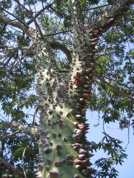 hardestTreeToClimb6.jpg
