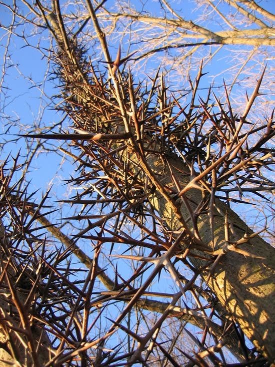 hardestTreeToClimb2.jpg